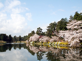 春の桜満開の恋ヶ窪池