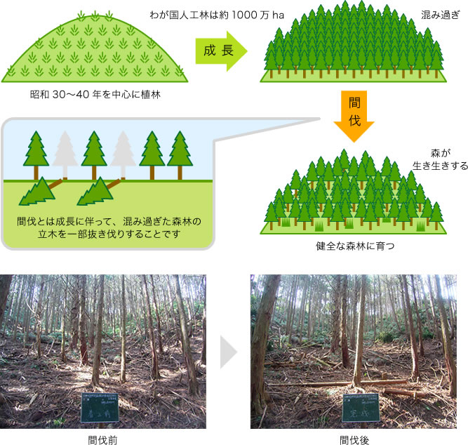 間伐と環境保全　図1