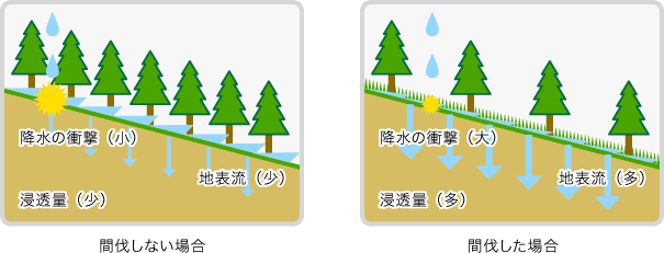 >間伐の効果　図2